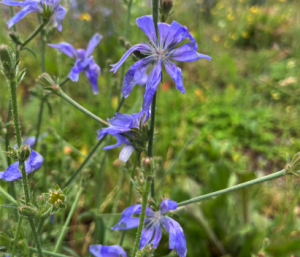 Blaue zarte Blüten nach Regen (29. Juni 2026)