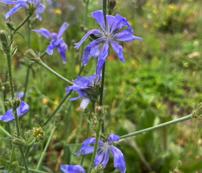 Blaue zarte Blüten nach Regen