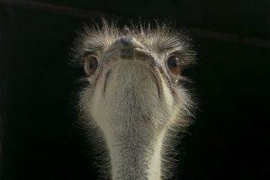 Ein Vogel am frühen Morgen (27. Juni 2026)